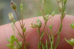 Sagina decumbens