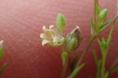 Sagina decumbens