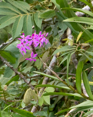 Epidendrum flexuosum