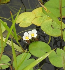Sagittaria guayanensis