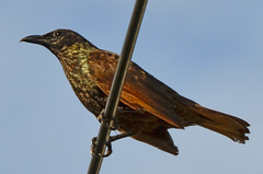 Samoan Starling photo 3