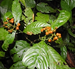 Palicourea racemosa