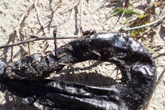 Siren intermedia
