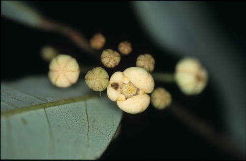 Annona neglecta