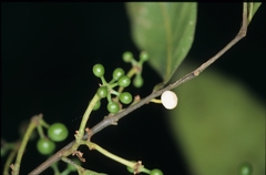 Unonopsis floribunda