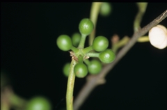 Unonopsis floribunda