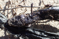 Siren intermedia