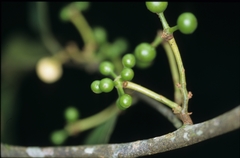Unonopsis floribunda