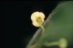Unonopsis floribunda