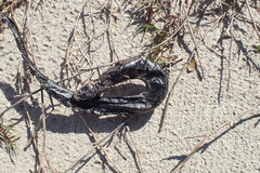 Siren intermedia