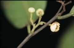 Unonopsis floribunda