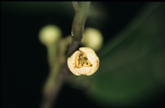 Unonopsis floribunda
