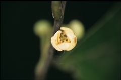 Unonopsis floribunda
