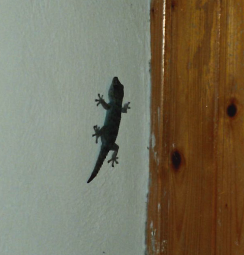 Gomero Wall Gecko, Tarentola gomerensis