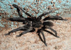 Phormictopus cancerides