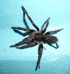 Phormictopus cancerides