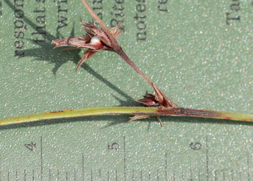 Image of Scleria pauciflora by (c) Jake McCumber, some rights reserved (CC BY)