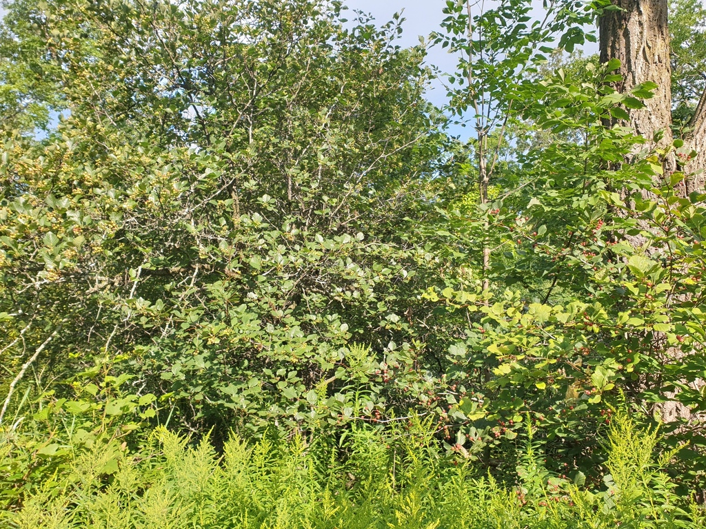 Crataegus succulenta; photograph author not stated, no rights reserved