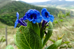 Stachytarpheta sellowiana