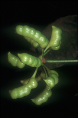 Cymbopetalum longipes