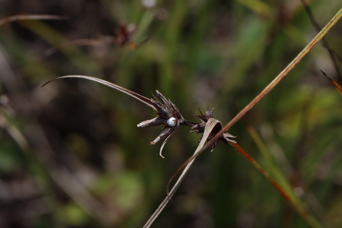 Image of Scleria pauciflora by (c) Jake McCumber, some rights reserved (CC BY)