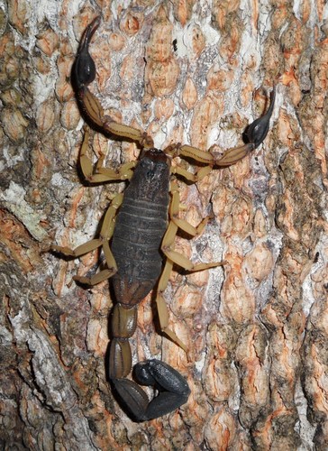 Edward's Bark Scorpion