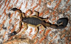Centruroides edwardsii
