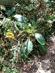 Packera toluccana