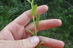 Myosotis verna