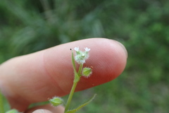 Myosotis verna