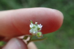 Myosotis verna