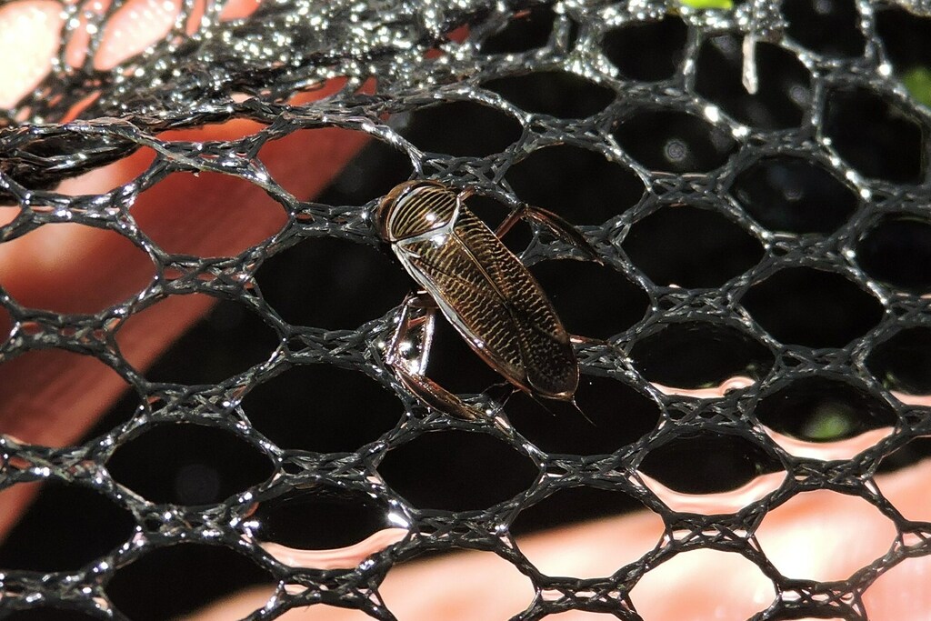Hesperocorixa from Романівський район, Житомирська область, Україна on ...