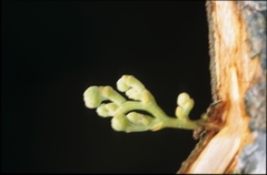 Unonopsis floribunda