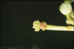 Unonopsis floribunda