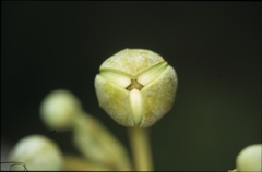 Unonopsis floribunda