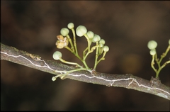 Unonopsis floribunda