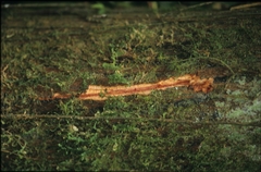 Unonopsis floribunda