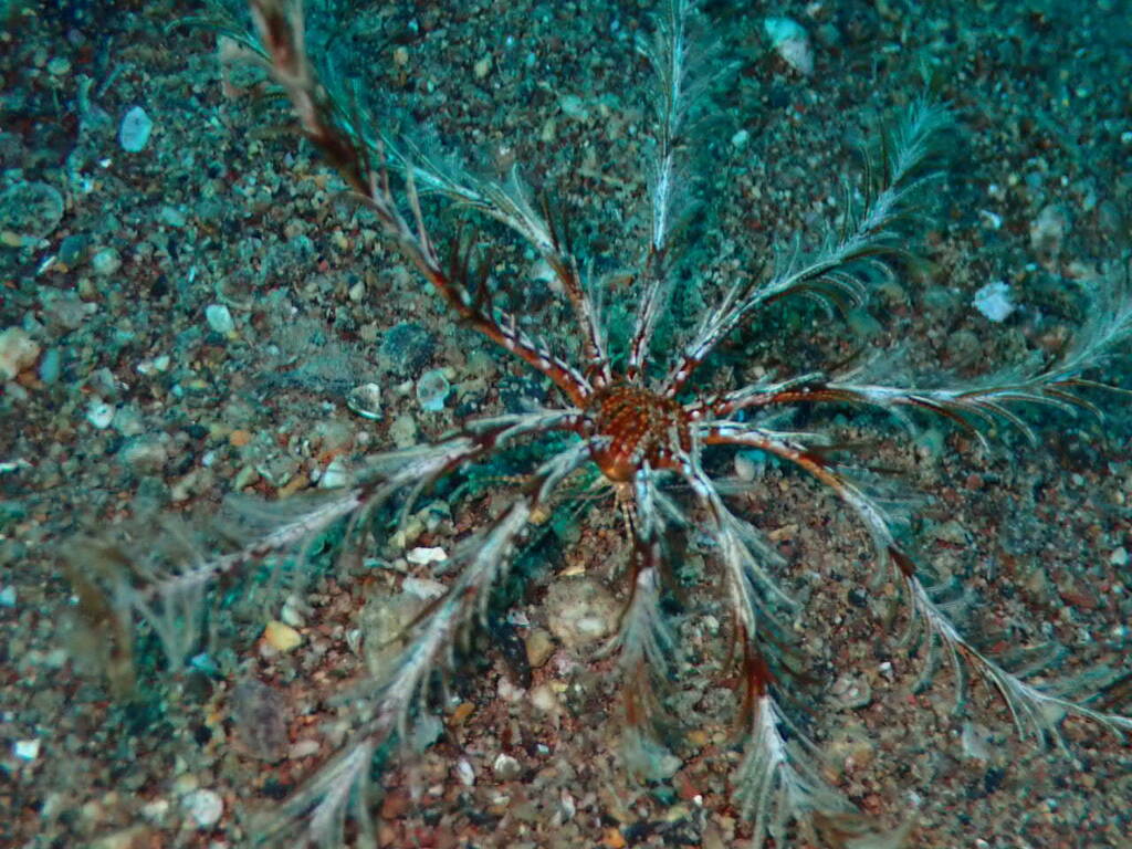 Photo of Mediterranean feather star (Antedon mediterranea)