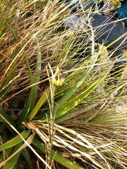 Epidendrum zipaquiranum