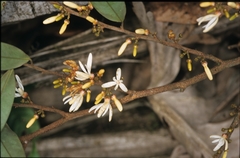 Xylopia calophylla