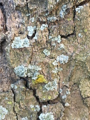 Parmeliaceae