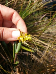 Epidendrum zipaquiranum