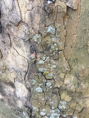 Parmeliaceae