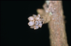 Unonopsis asterantha