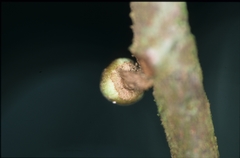 Unonopsis asterantha