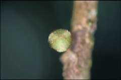 Unonopsis asterantha