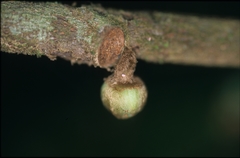 Unonopsis asterantha