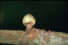 Unonopsis asterantha