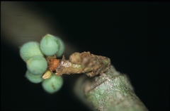 Unonopsis asterantha