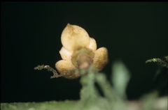 Unonopsis asterantha